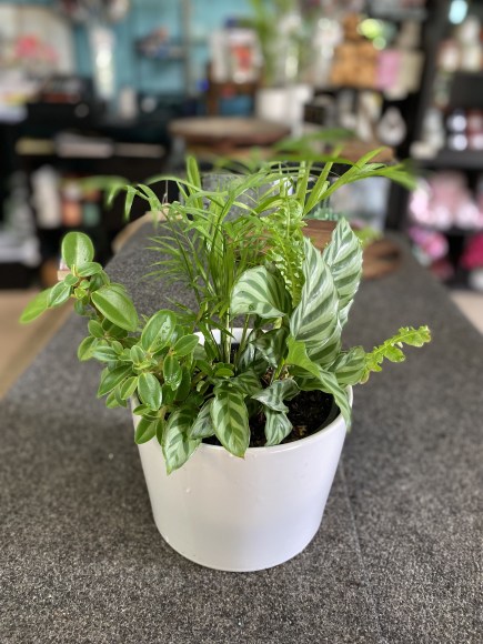 multi planter small
